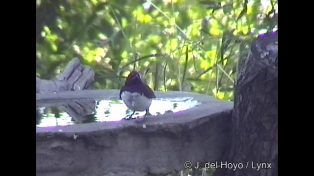 Violet-backed Starling - ML201266801