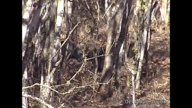 Southern Crested Guineafowl - ML201266811