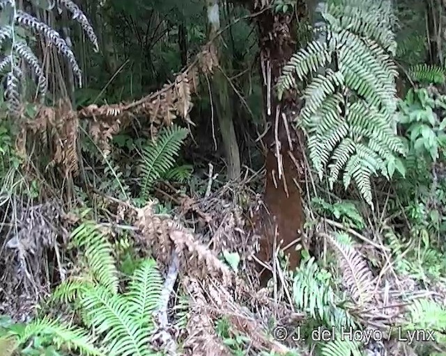 Macuquiño Negro - ML201266831