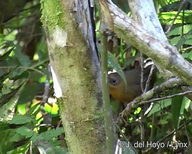 Slaty Bristlefront - ML201266841