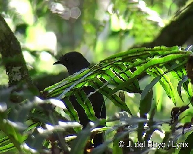 Slaty Bristlefront - ML201266851