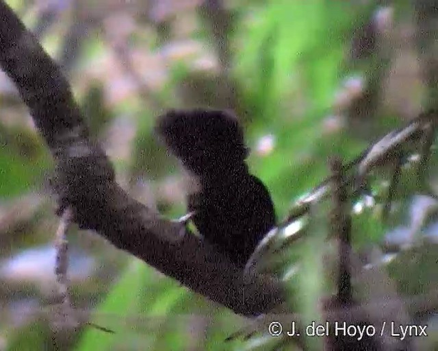 Slaty Bristlefront - ML201266861