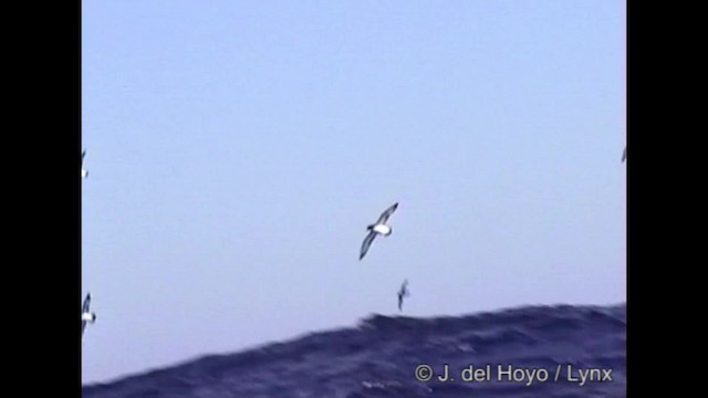 Cape Petrel (Antarctic) - ML201266881