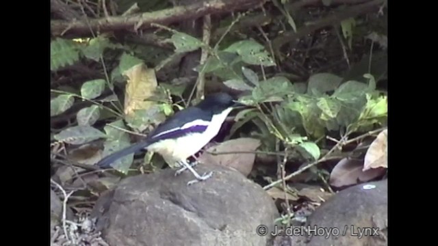 Tropical Boubou - ML201266891