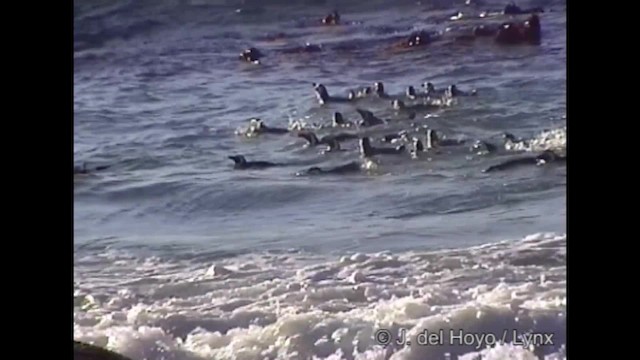 African Penguin - ML201266911