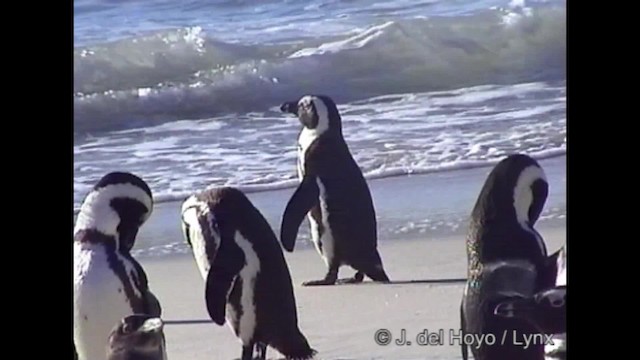 African Penguin - ML201266921