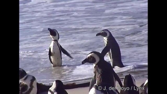 Pingüino de El Cabo - ML201266931