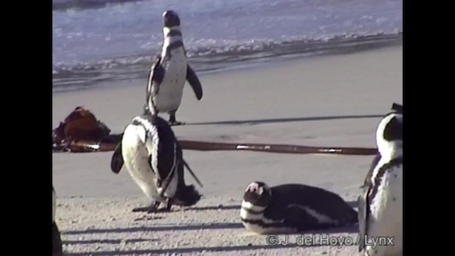 Pingüino de El Cabo - ML201266941