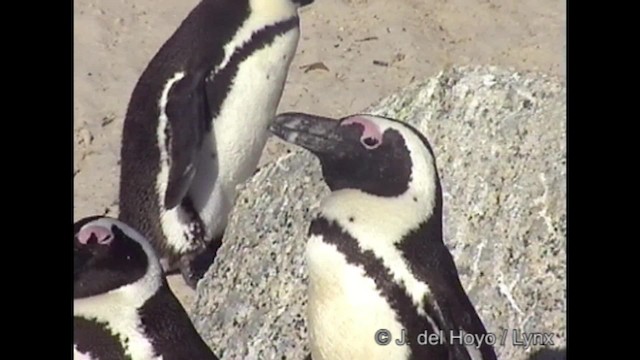 Pingüino de El Cabo - ML201266951