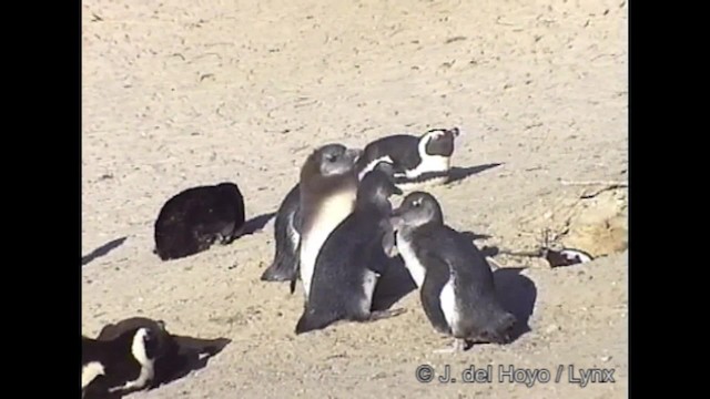 Pingüino de El Cabo - ML201266961