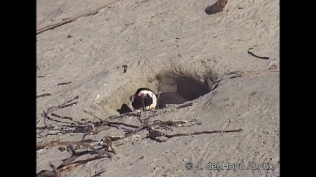 Pingüino de El Cabo - ML201266971