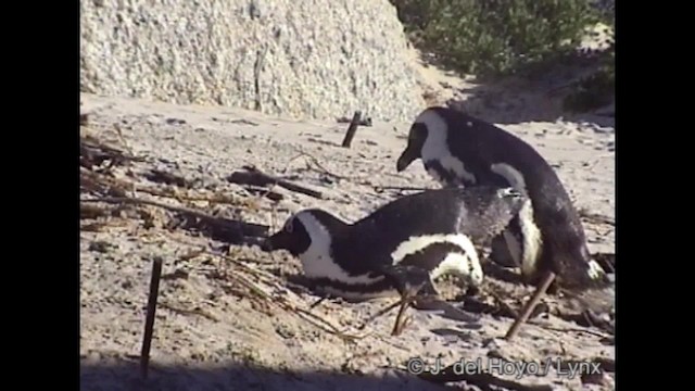 Pingüino de El Cabo - ML201266981