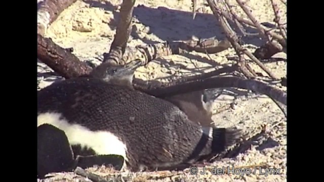 Pingüino de El Cabo - ML201266991