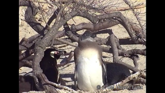 Pingüino de El Cabo - ML201267001