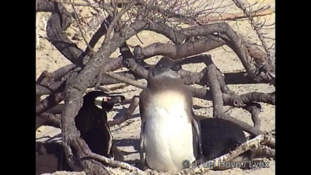 Brillenpinguin - ML201267001