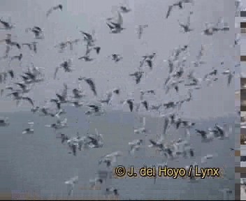 racek chechtavý - ML201267011