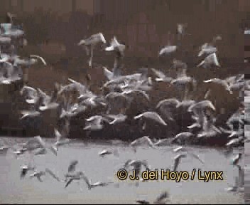 racek chechtavý - ML201267021