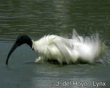 ibis černohlavý - ML201267041