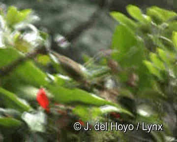 Swinhoe's White-eye - ML201267051