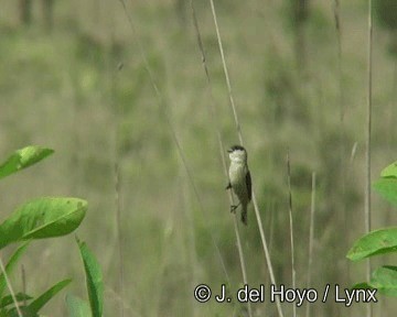 Pearly-bellied Seedeater - ML201267071