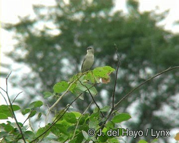 Зерноїд савановий - ML201267081