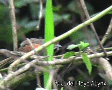 Spix's Spinetail - ML201267091