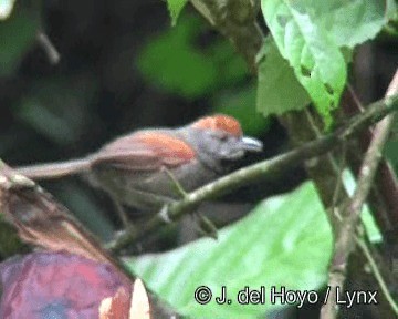 キバネオナガカマドドリ - ML201267101