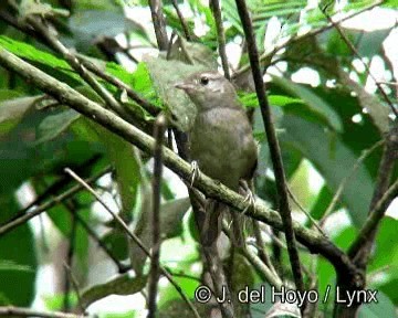 Spix's Spinetail - ML201267111