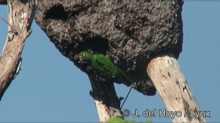 Aratinga Jamaicana (astec/vicinalis) - ML201267171