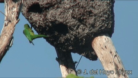 ジャマイカインコ（astec／vicinalis） - ML201267181