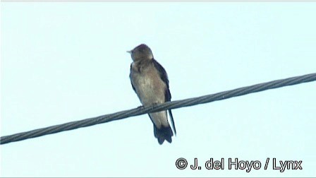 Golondrina Aserrada (ridgwayi) - ML201267201