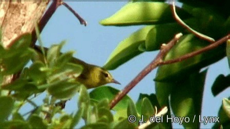 Tennessee Warbler - ML201267261