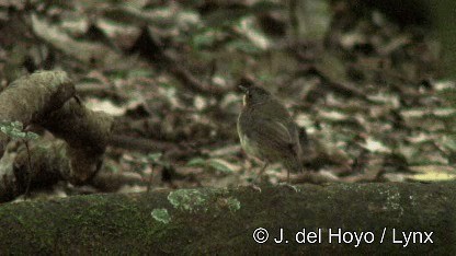 Yellow-breasted Forest Robin - ML201267321