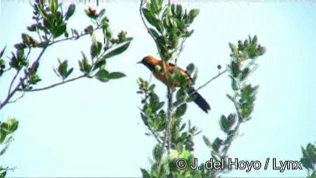 Oriole masqué (igneus) - ML201267341