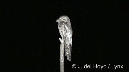 Northern Potoo (Middle American) - ML201267391