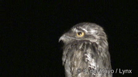 Kuzeyli Putu [mexicanus grubu] - ML201267401