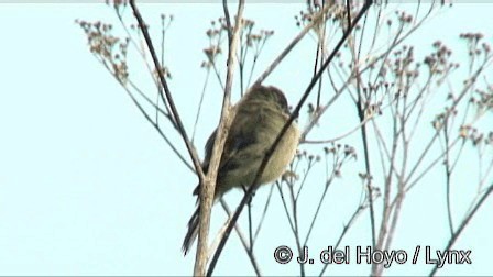 Waldschnäppertyrann - ML201267481