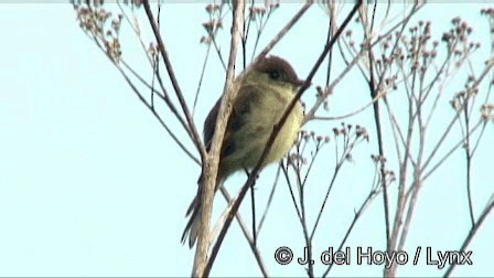 Waldschnäppertyrann - ML201267491