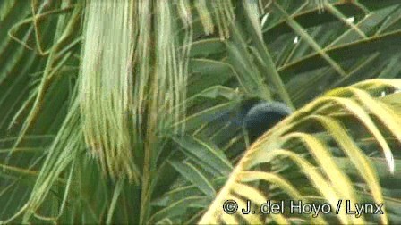 Yucatan Jay - ML201267511