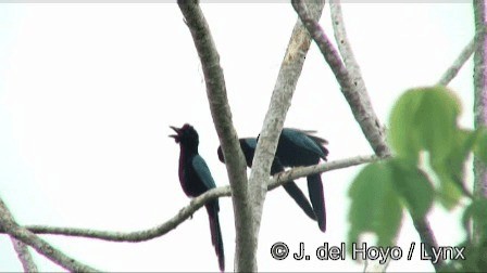 Yucatan Jay - ML201267521