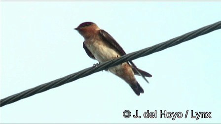 Hirondelle à front brun (citata) - ML201267531