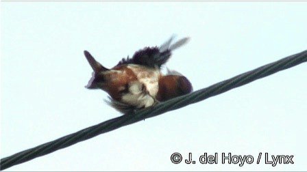 Cave Swallow (Yucatan) - ML201267541