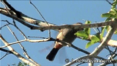 Rose-throated Tanager - ML201267551