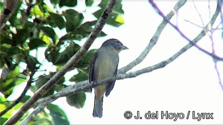 Rose-throated Tanager - ML201267561