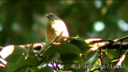 Boz Yaprakbülbülü (curvirostris) - ML201267621