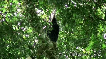 White-thighed Hornbill - ML201267681