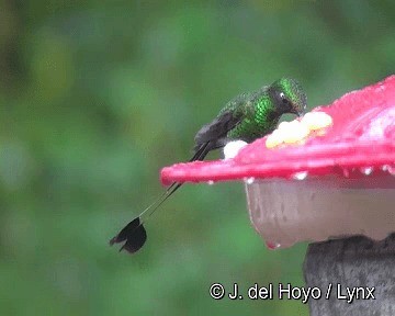 White-booted Racket-tail - ML201267761