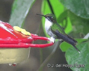 White-booted Racket-tail - ML201267791