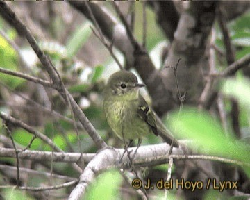 Restinga Tyrannulet - ML201267911