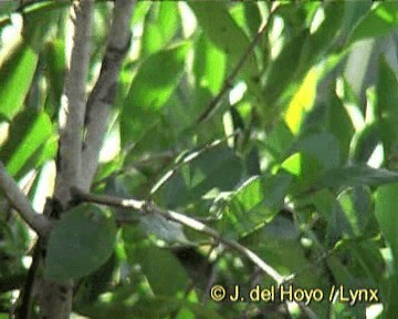 Marsh Antwren (Parana) - ML201267921